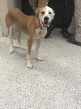 A432104 -  Greyhound and Mixed Breed Dog for Adoption in Conroe, Texas - A432104 | PetCurious