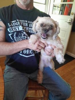 King DD -  Bichon Frise and Poodle Dog for Adoption in Columbia, Tennessee - King DD | PetCurious