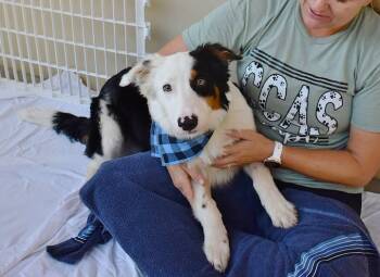 Sol -  Border Collie Dog for Adoption in Mckinney, Texas - Sol | PetCurious