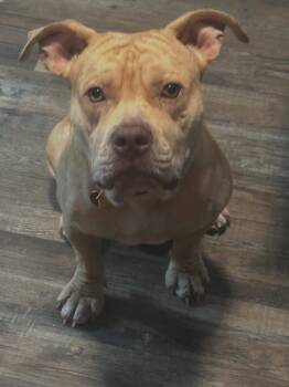 Rescue Dogue De Bordeaux Dogs for Adoption in Atlanta, Georgia - Turner | PetCurious