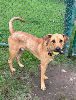Riley -  Shepherd Dog for Adoption in Little Rock, Arkansas - Riley | PetCurious