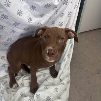 Snap -  Labrador Retriever Dog for Adoption in Marion, North Carolina - Snap | PetCurious