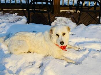 Stella -  Great Pyrenees Dog Available for Adoption - Stella | PetCurious