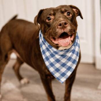 Labrador Retriever Dogs Available for Adoption in Roswell, Georgia - Nigel | PetCurious