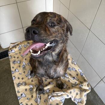 Deacon -  Mastiff Dog for Adoption in Seneca, Pennsylvania - Deacon | PetCurious