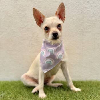 LAVANDA -  Chihuahua and Terrier Dog for Adoption in San Diego, California - LAVANDA | PetCurious
