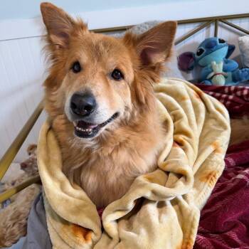 Zoey 1887 -  Chow Chow and Mixed Breed Dog for Adoption in Loxahatchee Groves, Florida - Zoey 1887 | PetCurious