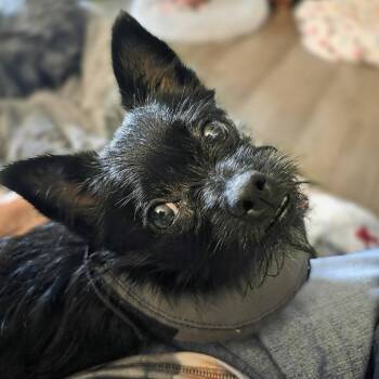 Ella Mae -  Yorkshire Terrier Dog for Adoption in Cleveland, Tennessee - Ella Mae | PetCurious