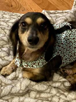 Dachshund Dogs Available for Adoption - Peaches | PetCurious