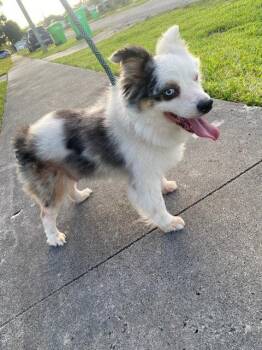 Hailey -  Australian Shepherd Dog for Adoption in West Palm Beach, Florida - Hailey | PetCurious