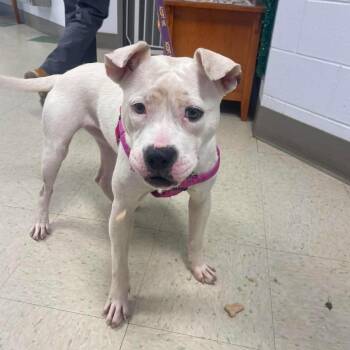 Meringue -  Mixed Breed Dog for Adoption in Windsor, Virginia - Meringue | PetCurious