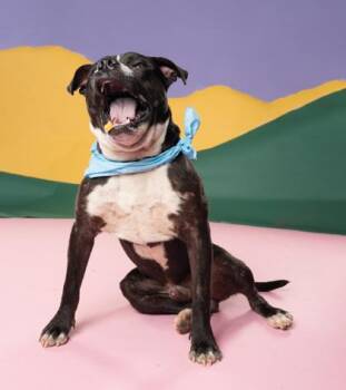 Timber -  Pit Bull Terrier and Mixed Breed Dog for Adoption in Atlanta, Georgia - Timber | PetCurious