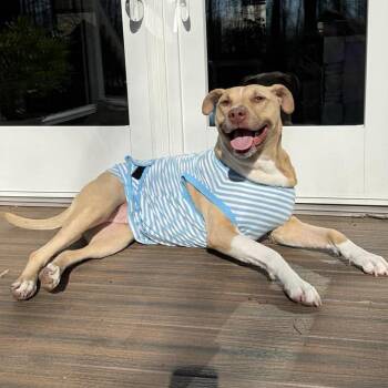Saffron -  American Staffordshire Terrier and Mixed Breed Dog for Adoption in New York, New York - Saffron | PetCurious