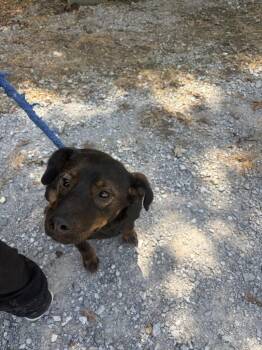 Muffin -  Mixed Breed and Dutch Shepherd Dog for Adoption in Lawrenceburg, Tennessee - Muffin | PetCurious
