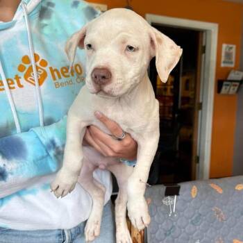 Tux (Male) -  Mixed Breed and None Dog for Adoption in Bend, Oregon - Tux (Male) | PetCurious