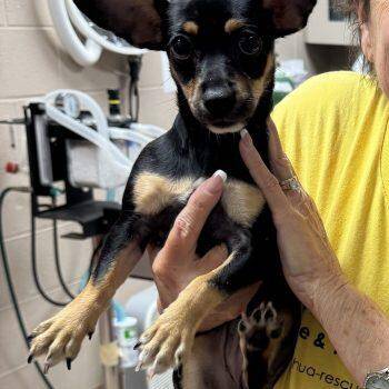 Elsie - Puppy -  Chihuahua Dog for Adoption in Plano, Texas - Elsie - Puppy | PetCurious