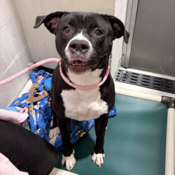 Vicky -  Pit Bull Terrier and Mixed Breed Dog for Adoption in Evansville, Indiana - Vicky | PetCurious