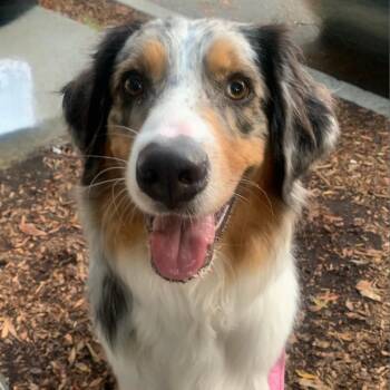 Rescue Australian Shepherd Dogs for Adoption in Richmond, California - LEVI | PetCurious
