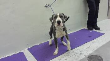 Staffordshire Bull Terrier and Mixed Breed Dogs Available for Adoption - REMY | PetCurious