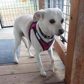 Charlie -  Chihuahua Dog for Adoption in Oroville, Washington - Charlie | PetCurious