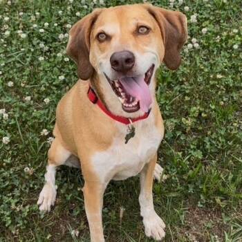 Rescue Redbone Coonhound and Cattle Dog Dogs for Adoption in Cincinnati, Ohio - Copper- $125 Sponsored Adoption Fee! | PetCurious