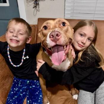 American Staffordshire Terrier and Pit Bull Terrier Dogs Available for Adoption - Blinky Baby Loves The Babies And Belly Rubs | PetCurious