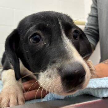 Cubbi -  Terrier and Mixed Breed Dog for Adoption in Corpus Christi, Texas - Cubbi | PetCurious