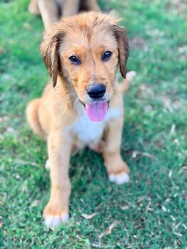 Nels -  Golden Retriever and Labrador Retriever Dog for Adoption in Trenton, New Jersey - Nels | PetCurious