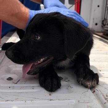 Poppy -  Australian Cattle Dog Blue Heeler and Mixed Breed Dog for Adoption in Marshall, Texas - Poppy | PetCurious