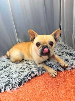 French Bulldog Dogs Available for Adoption - Goldilocks | PetCurious