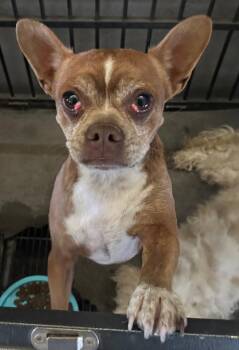 Pudge -  Chihuahua Dog for Adoption in Farmersville, Texas - Pudge | PetCurious