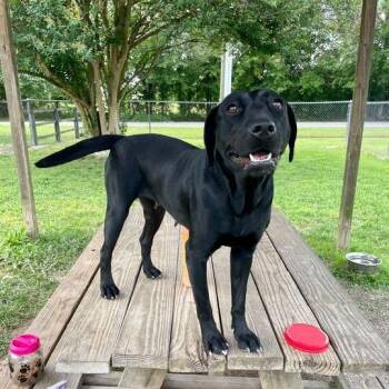 Labrador Retriever and Mixed Breed Dogs Available for Adoption in Carencro, Louisiana - Lisa Frank | PetCurious