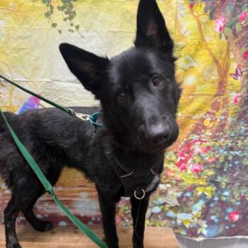 German Shepherd Dog and Husky Dogs Available for Adoption in Normal, Illinois - Loki | PetCurious