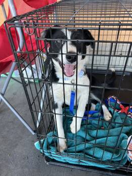 Rescue Border Collie and Australian Cattle Dog Blue Heeler Dogs for Adoption in Wildomar, California - Thelma | PetCurious