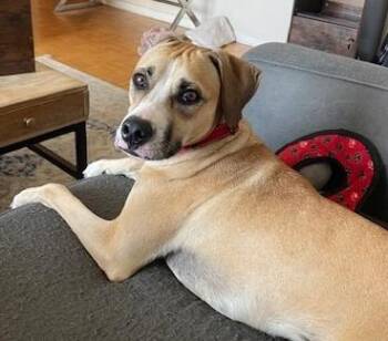 Mixed Breed Dogs Available for Adoption - Forella (40 Lbs) | PetCurious
