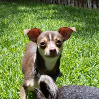Celeste -  Chihuahua Dog for Adoption in Warren, Rhode Island - Celeste | PetCurious