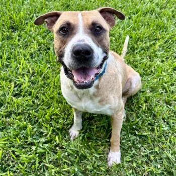 Chance -  Pit Bull Terrier Dog for Adoption in Austin, Texas - Chance | PetCurious