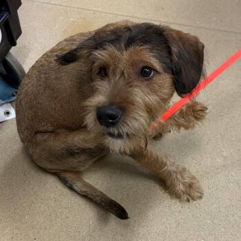 Chapa -  Schnauzer and Terrier Dog for Adoption in Nashville, Tennessee - Chapa | PetCurious