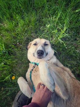 Anatolian Shepherd and Great Pyrenees Dogs Available for Adoption in Wappingers Falls, New York - Liberty | PetCurious