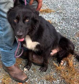 Shadow -  Border Collie Dog for Adoption in Elizabethtown, North Carolina - Shadow | PetCurious