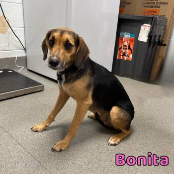 Bonita -  Hound and Mixed Breed Dog for Adoption in Oak Ridge, Tennessee - Bonita | PetCurious