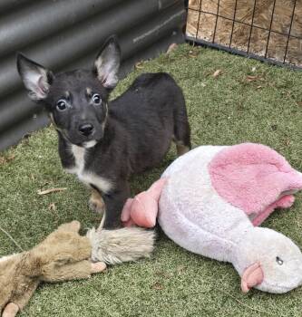 Blaze -  German Shepherd Dog and Border Collie Dog for Adoption in Apache Junction, Arizona - Blaze | PetCurious
