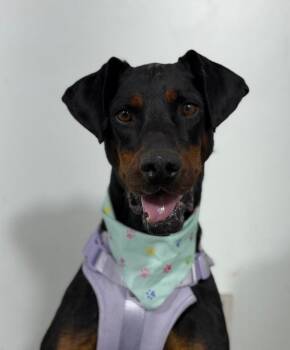 Tod-One of our Amazing Rescue Dogs -  Doberman Pinscher and Mixed Breed Dog for Adoption in Carlsbad, California - Tod-One Of Our Amazing Rescue Dogs | PetCurious