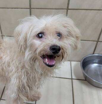 Wally -  Miniature Poodle Dog for Adoption in Kerrville, Texas - Wally | PetCurious