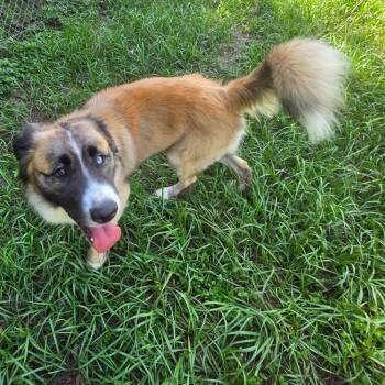 Blue -  Mixed Breed Dog for Adoption in Lake Panasoffkee, Florida - Blue | PetCurious