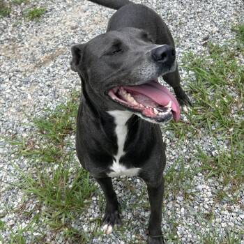 Rescue American Staffordshire Terrier Dogs for Adoption in Darien, Georgia - Dixie | PetCurious
