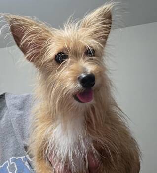 Buffy -  Cairn Terrier Dog for Adoption in Terre Haute, Indiana - Buffy | PetCurious