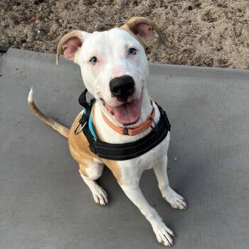 Mixed Breed Dogs Available for Adoption - Maui 28378 | PetCurious