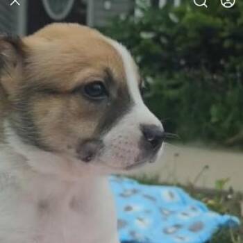 Australian Cattle Dog Blue Heeler and Shepherd Dogs Available for Adoption in Riverside, Iowa - Jelly Bean | PetCurious