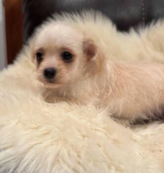 Trip -  Chihuahua and Poodle Dog for Adoption in Glenwood City, Wisconsin - Trip | PetCurious